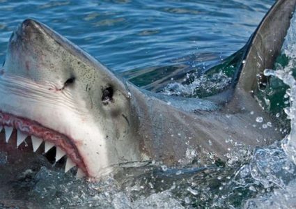 نيوزلندا.. رجل ينجو من فكي قرش عملاق بأعجوبة