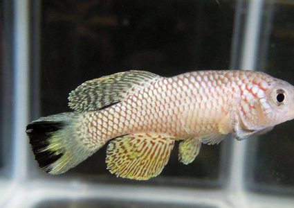 ينبوع الشباب الدائم قد يكون في سمكة أفريقية