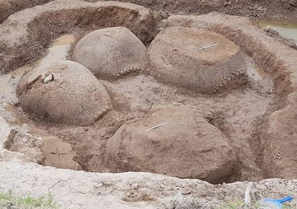صدفة توصل العلماء إلى اكتشاف الموطن الأصلي للحيوان المدرّع
