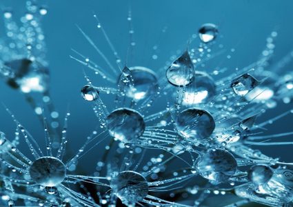 ما هو المخلوق الذي لا يحتاج إلى الأكسجين للبقاء على قيد الحياة ؟