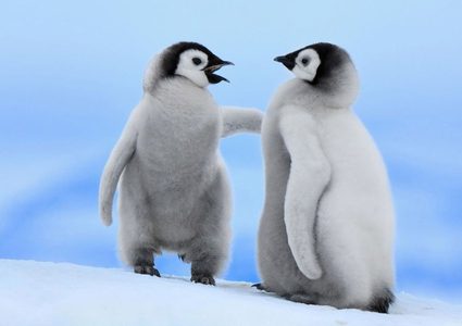 للمرة الأولى.. علماء يرصدون أصوات بطاريق خلال السباحة