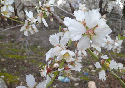 أزهار اللوز أولى تباشير الربيع بقرية مردة في محافظة سلفيت