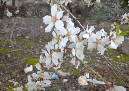 أزهار اللوز أولى تباشير الربيع بقرية مردة - محافظة سلفيت.