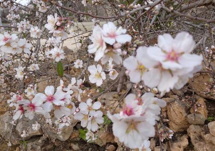 أزهار اللوز أولى تباشير الربيع بقرية مردة في محافظة سلفيت