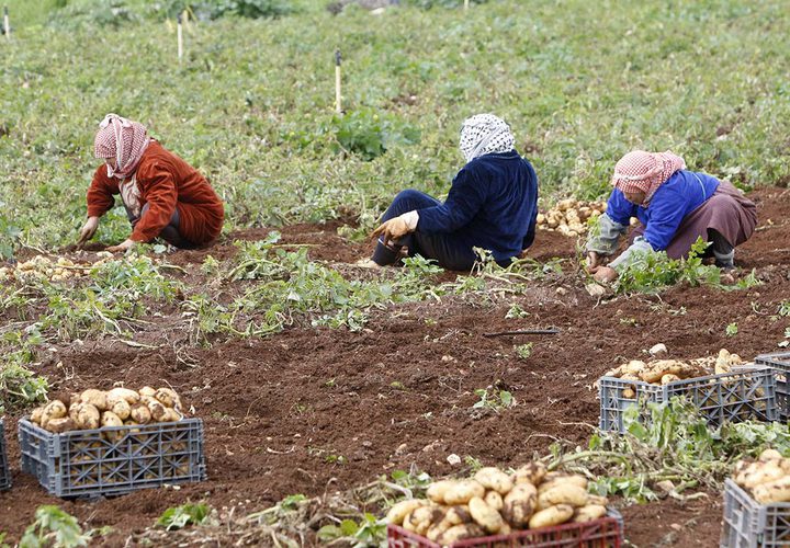 مزارعون يجمعون المحصول خلال موسم البطاطا في الاغوار الفلسطينية