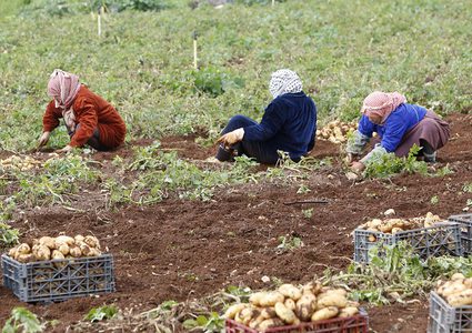مزارعون يجمعون المحصول خلال موسم البطاطا في الاغوار الفلسطينية