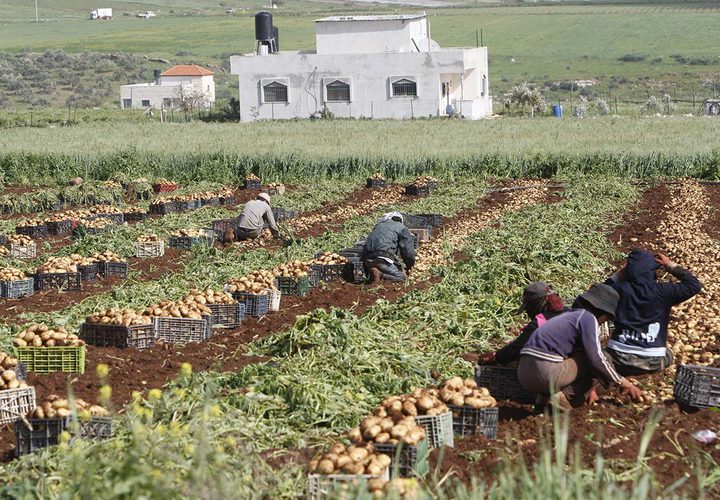 مزارعون يجمعون المحصول خلال موسم البطاطا في الاغوار الفلسطينية.