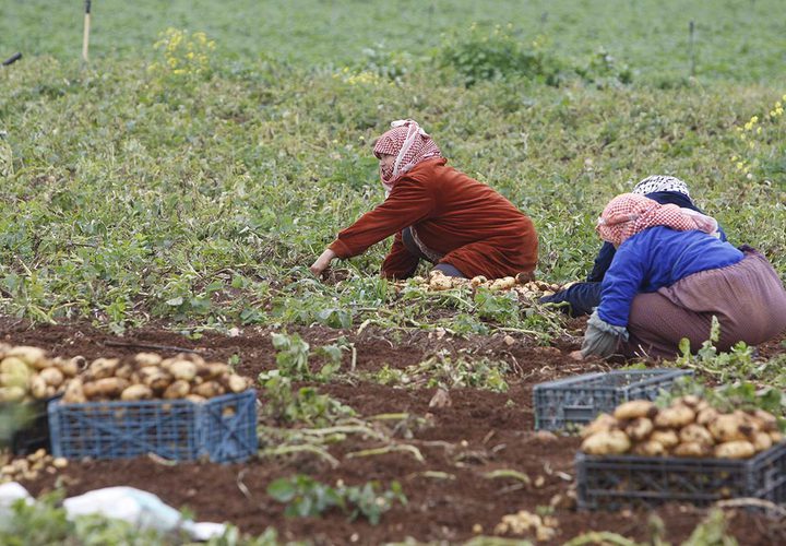 مزارعون يجمعون المحصول خلال موسم البطاطا في الاغوار الفلسطينية.