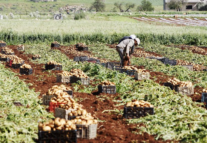 مزارعون يجمعون المحصول خلال موسم البطاطا في الاغوار الفلسطينية.