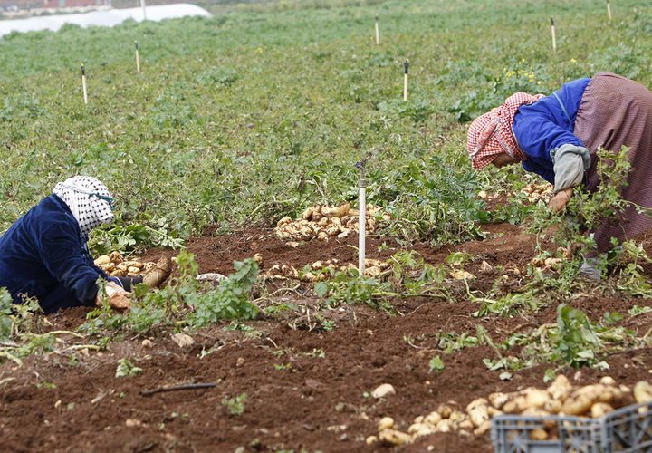 مزارعون يجمعون المحصول خلال موسم البطاطا في الاغوار الفلسطينية.