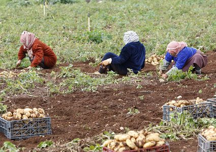 مزارعون يجمعون المحصول خلال موسم البطاطا في الاغوار الفلسطينية
