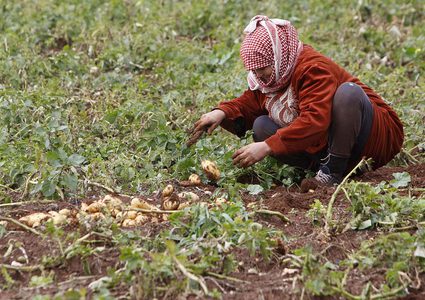 مزارعون يجمعون المحصول خلال موسم البطاطا في الاغوار الفلسطينية