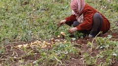 مزارعون يجمعون المحصول خلال موسم البطاطا في الاغوار الفلسطينية