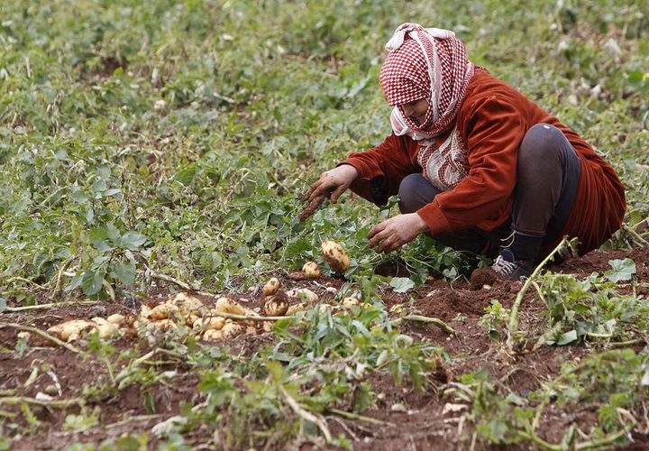 مزارعون يجمعون المحصول خلال موسم البطاطا في الاغوار الفلسطينية