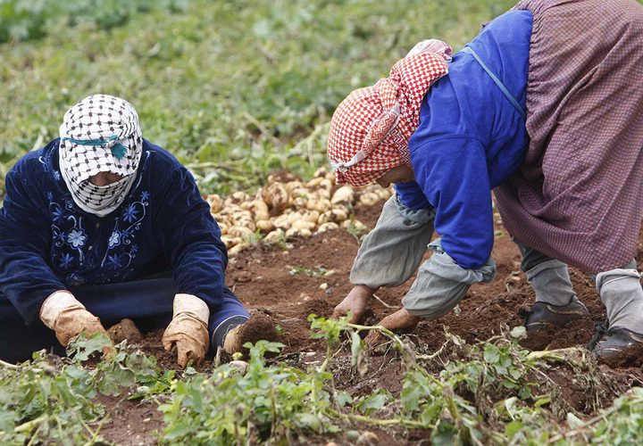 مزارعون يجمعون المحصول خلال موسم البطاطا في الاغوار الفلسطينية.