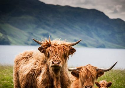 إدانة رجل اسكتلندي وتغريمه لأنه لكم خروفين