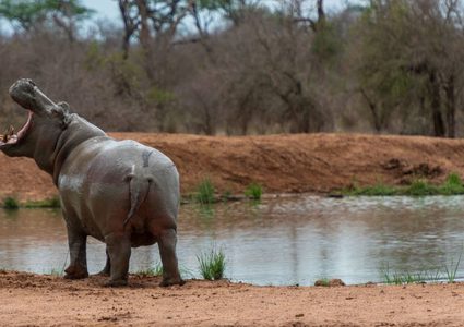 فرس نهر يفاجئ رواد محطة وقود
