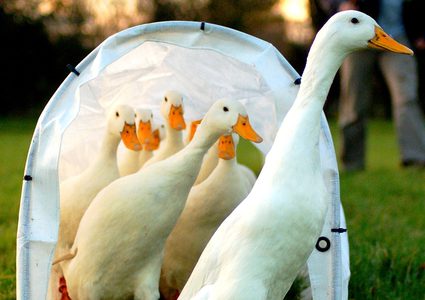 الصين ترسل جيش من البط لمساعدة باكستان في مكافحة الجراد