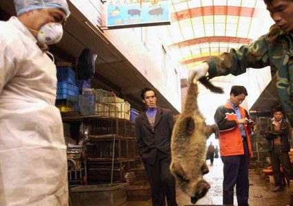 مدينة صينية تجرّم الحيوانات البرية بسبب الكورونا