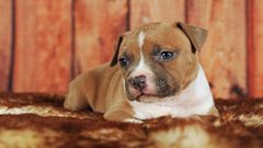 الكلاب قد تكون مفتاح علاج شكل نادر من السرطان لدى البشر