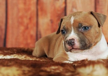 الكلاب قد تكون مفتاح علاج شكل نادر من السرطان لدى البشر