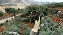 مستوطنون يقطعون مئات أشجار الزيتون في بلدة الخضر