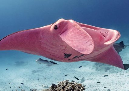 شاهد "شيطان البحر" الوردي الوحيد في العالم