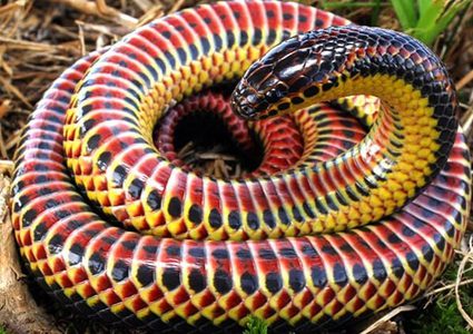 أمريكا.. ظهور ثعبان قوس قزح بعد اختفاء دام 50 عاما