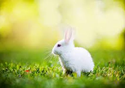 شاهد أرنب متهور يصارع الثلوج للبقاء على قيد الحياة