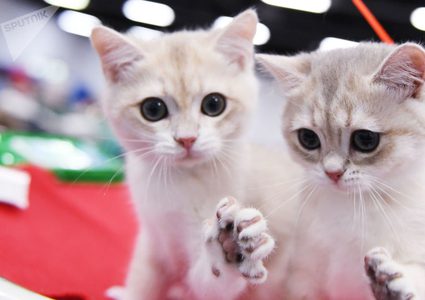 الحيوانات الأليفة تمنحك صحة أفضل