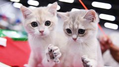 الحيوانات الأليفة تمنحك صحة أفضل