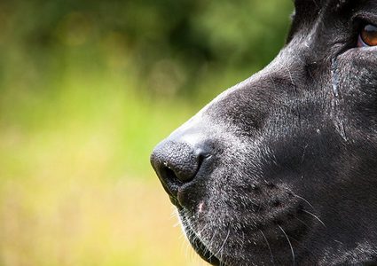 كلب ينقذ صاحبه بعد 11 ساعة من السباحة