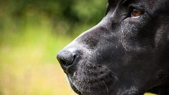 كلب ينقذ صاحبه بعد 11 ساعة من السباحة