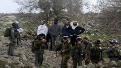 مستوطنون يقتلعون 200 شتلة زيتون في المغير شرق رام الله