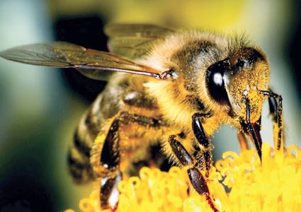 دراسة تكشف لامتلاك النحل الطنان قدرة عجيبة