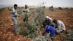 مستوطنون يقتحمون المسجد الأقصى