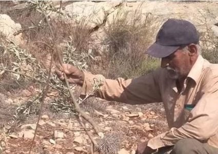 مستوطنون يقطعون اشجارا غرب سلفيت