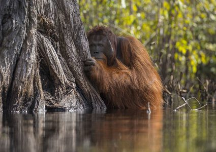 حديقة حيوان مصر تعالج أنثى إنسان الغاب من الاكتئاب
