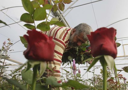 مزارع يقطف الورد الجوري في مزرعته قرب مدينة طولكرم