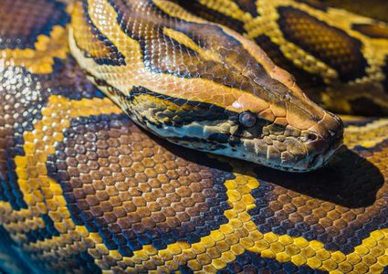 شاهد معركة شرسة بين ثعبان ضخم وقط بري