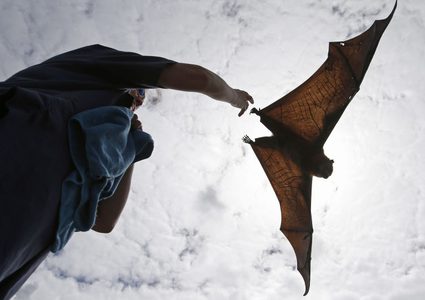 أسراب من الخفافيش الكبيرة الحجم تثير الرعب في السعودية