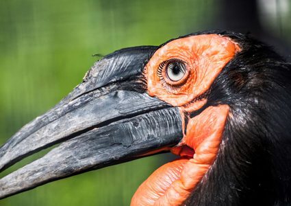 طائر يلتهم أخطر أفعى في العالم