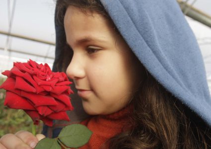 مزارع يقطف الورد الجوري في مزرعته قرب مدينة طولكرم