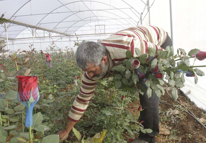 مزارع يقطف الورد الجوري في مزرعته قرب مدينة طولكرم