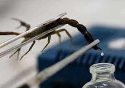 دراسة: سم العقرب يمكن أن يعالج التهاب المفاصل