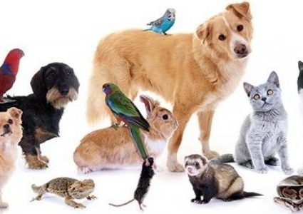 خبراء: لا يمكن للحيوانات الأليفة أن تكون مصدرا للكورونا