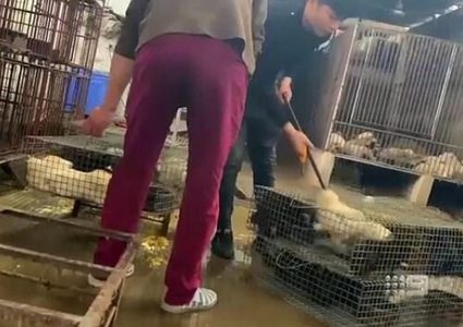 الشرطة الصينية تقبض على عصابة لبيع الحيوانات في ووهان