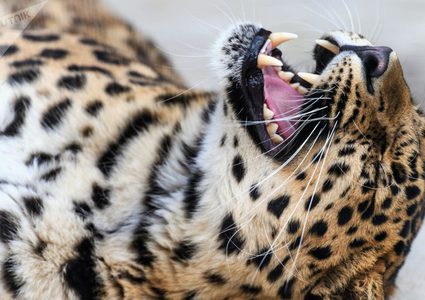 خنزير يهرب من براثن نمر بطريقة استثنائية