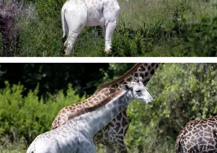 مقتل الزرافة البيضاء الوحيدة في العالم