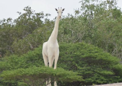 كينيا.. مقتل الزرافة البيضاء الوحيدة في العالم